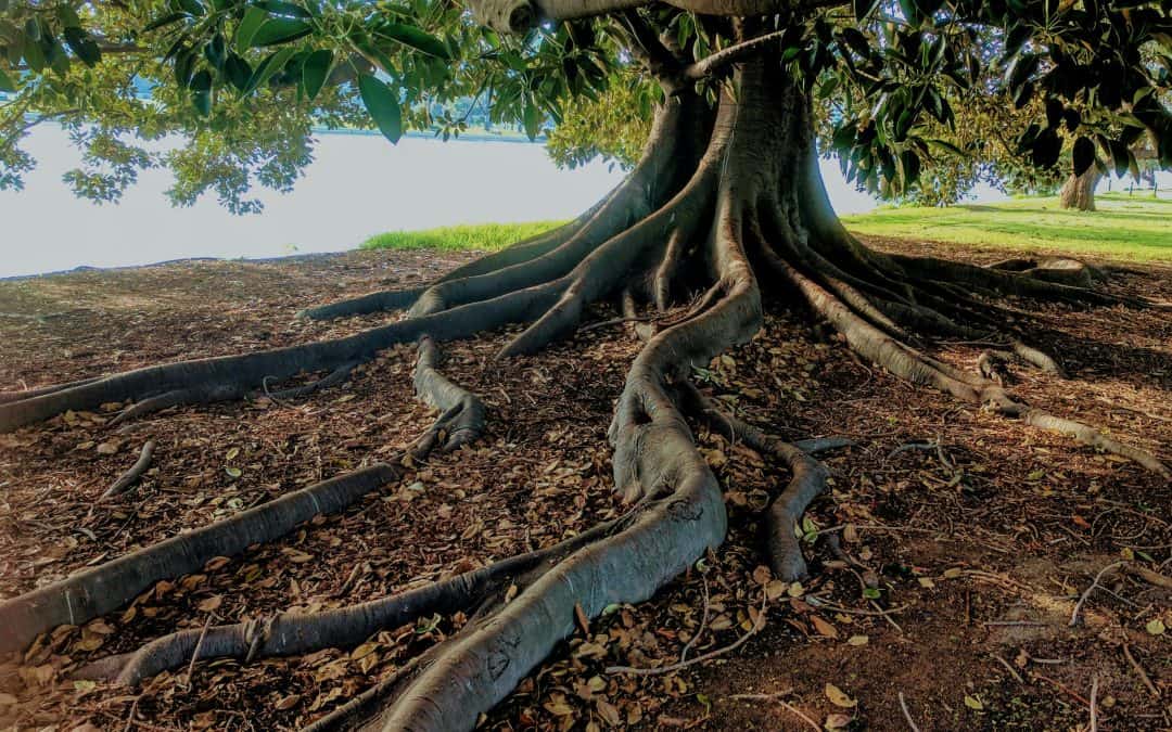 The Roots of Faith